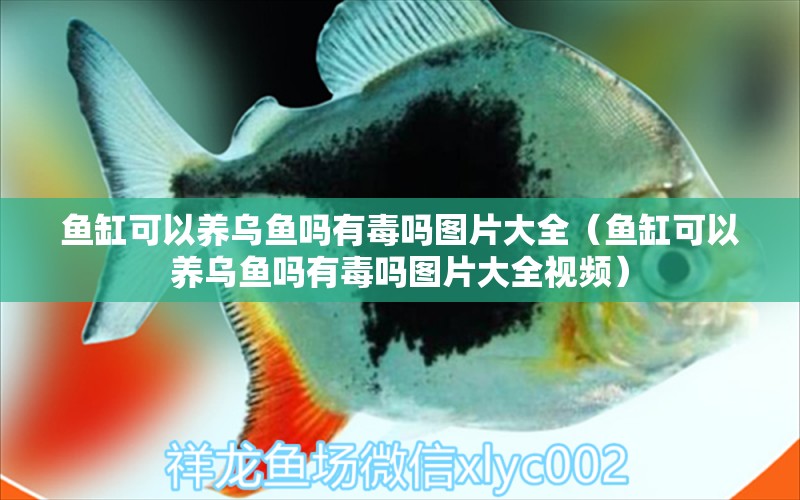 魚缸可以養(yǎng)烏魚嗎有毒嗎圖片大全（魚缸可以養(yǎng)烏魚嗎有毒嗎圖片大全視頻）