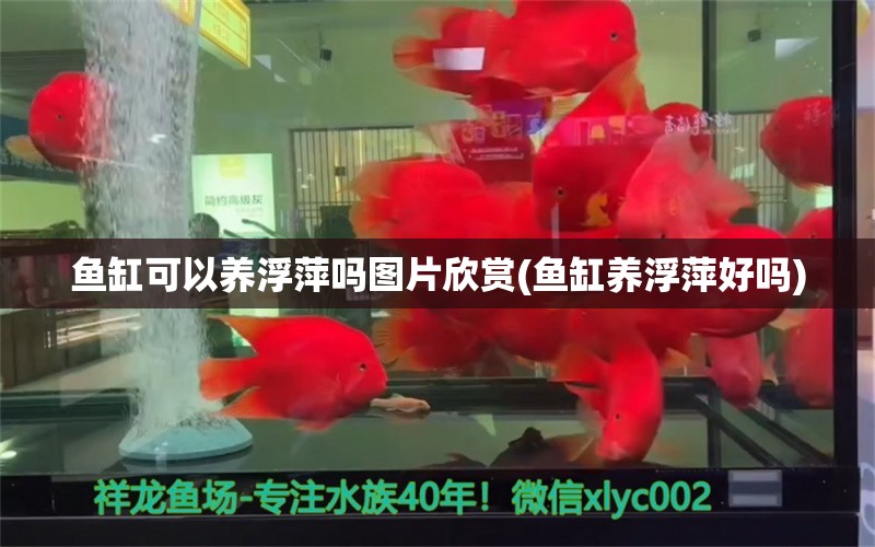 魚缸可以養(yǎng)浮萍嗎圖片欣賞(魚缸養(yǎng)浮萍好嗎) 水族雜談