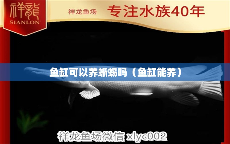 魚缸可以養(yǎng)蜥蜴嗎（魚缸能養(yǎng)） 觀賞魚批發(fā)