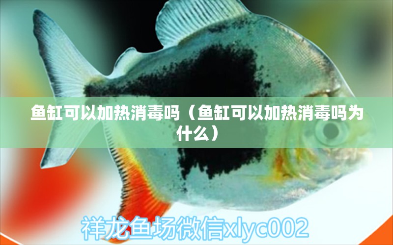 魚缸可以加熱消毒嗎（魚缸可以加熱消毒嗎為什么）