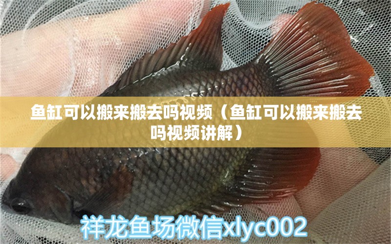 魚缸可以搬來搬去嗎視頻（魚缸可以搬來搬去嗎視頻講解）