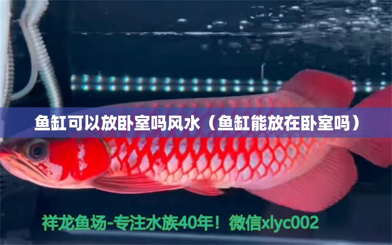 魚(yú)缸可以放臥室嗎風(fēng)水（魚(yú)缸能放在臥室嗎）