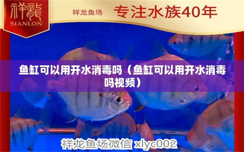 魚缸可以用開水消毒嗎（魚缸可以用開水消毒嗎視頻） 觀賞魚市場(chǎng)（混養(yǎng)魚）