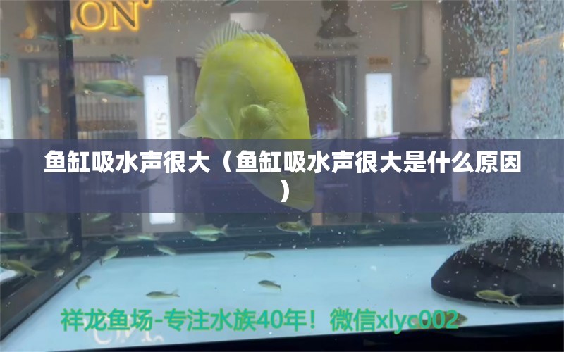 魚缸吸水聲很大（魚缸吸水聲很大是什么原因）