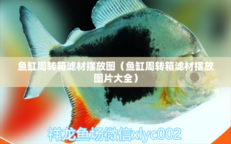 魚缸周轉(zhuǎn)箱濾材擺放圖（魚缸周轉(zhuǎn)箱濾材擺放圖片大全）