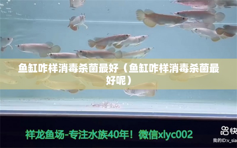 魚缸咋樣消毒殺菌最好（魚缸咋樣消毒殺菌最好呢）