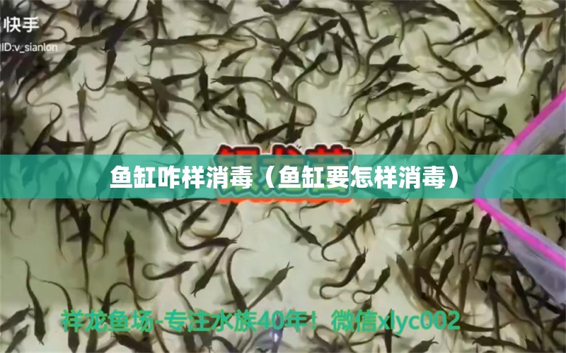 魚缸咋樣消毒（魚缸要怎樣消毒）