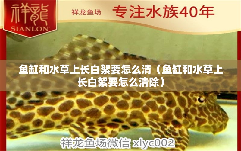 魚(yú)缸和水草上長(zhǎng)白絮要怎么清（魚(yú)缸和水草上長(zhǎng)白絮要怎么清除） 水草