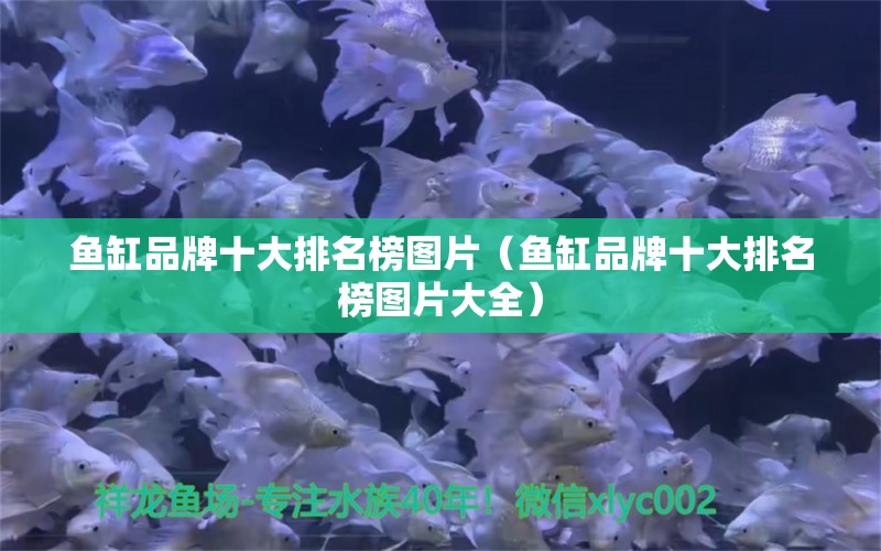 魚缸品牌十大排名榜圖片（魚缸品牌十大排名榜圖片大全）