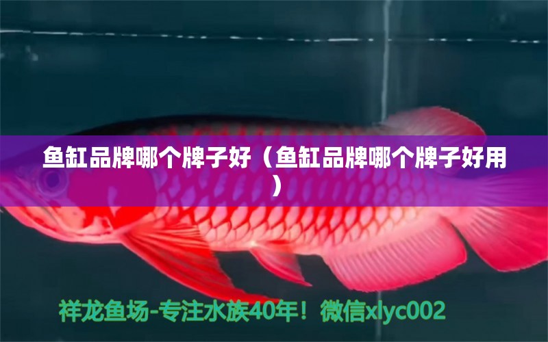 魚缸品牌哪個牌子好（魚缸品牌哪個牌子好用）