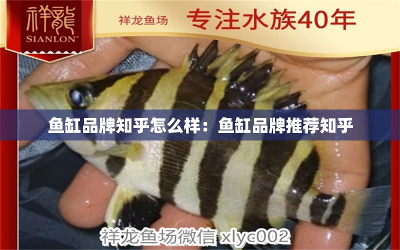 魚缸品牌知乎怎么樣：魚缸品牌推薦知乎