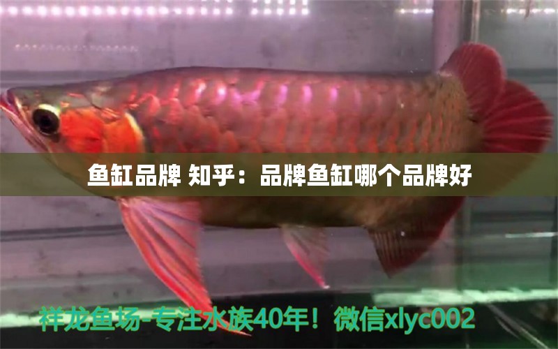 魚缸品牌 知乎：品牌魚缸哪個(gè)品牌好