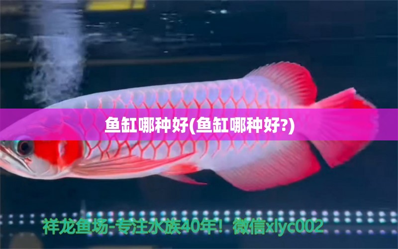 魚缸哪種好(魚缸哪種好?) 虎斑恐龍魚 第1張