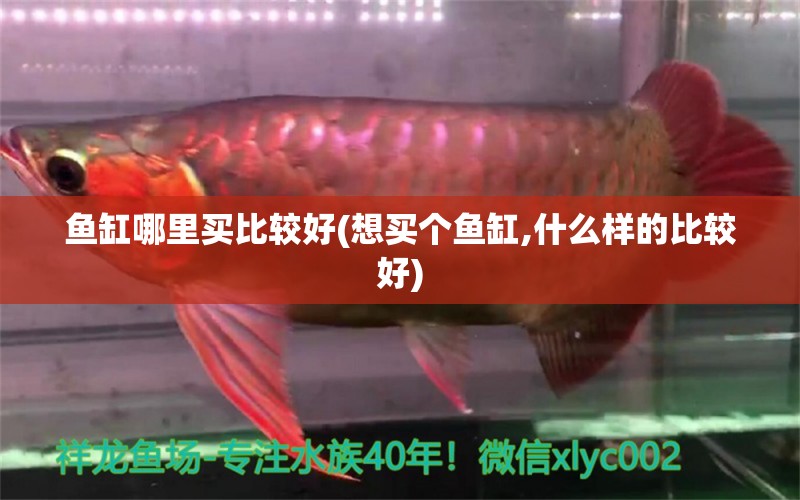 魚缸哪里買比較好(想買個(gè)魚缸,什么樣的比較好) 黃金貓魚