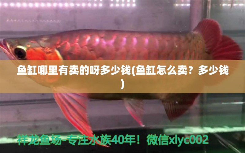 魚缸哪里有賣的呀多少錢(魚缸怎么賣？多少錢) 養(yǎng)魚知識