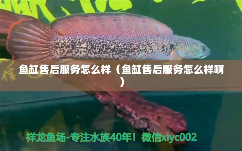 魚缸售后服務(wù)怎么樣（魚缸售后服務(wù)怎么樣?。? title=