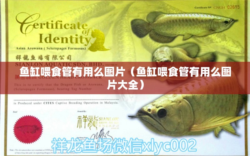 魚(yú)缸喂食管有用么圖片（魚(yú)缸喂食管有用么圖片大全）