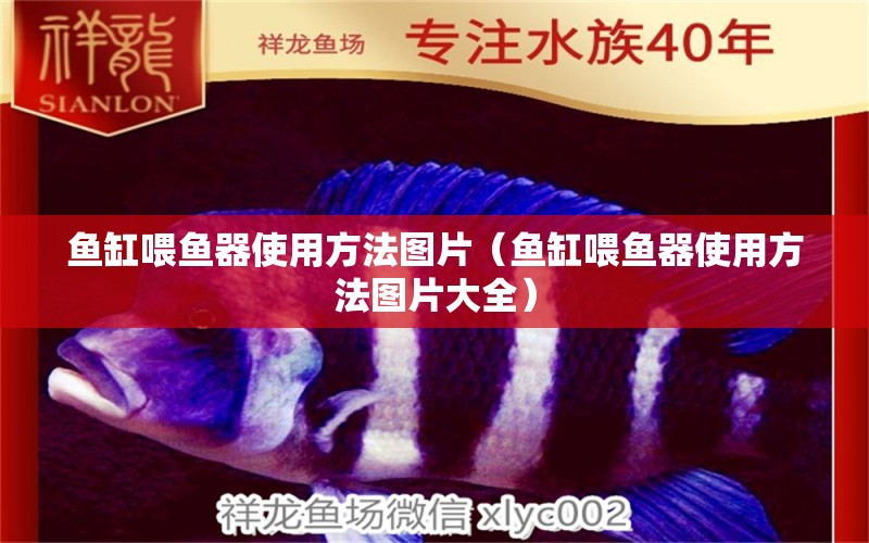 魚缸喂魚器使用方法圖片（魚缸喂魚器使用方法圖片大全） 量子養(yǎng)魚技術(shù)