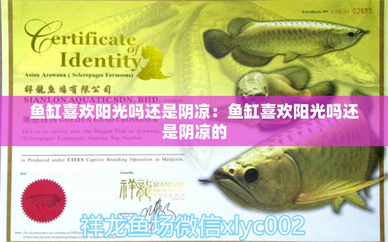 魚缸喜歡陽(yáng)光嗎還是陰涼：魚缸喜歡陽(yáng)光嗎還是陰涼的