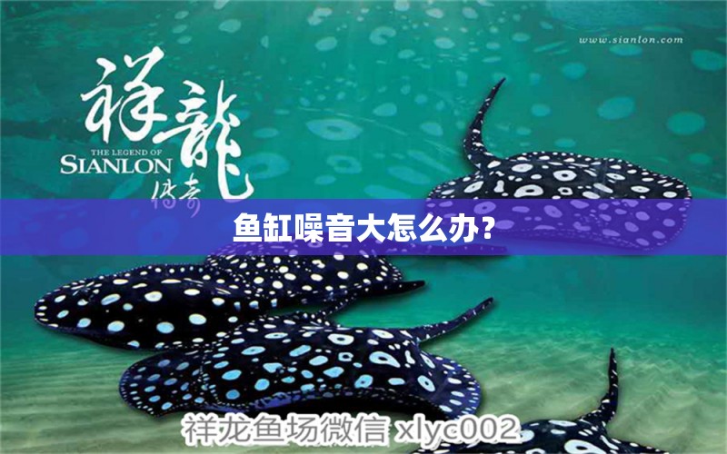 魚缸噪音大怎么辦？ 養(yǎng)魚知識