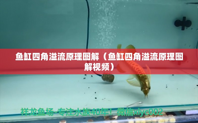 魚(yú)缸四角溢流原理圖解（魚(yú)缸四角溢流原理圖解視頻） 祥龍水族醫(yī)院