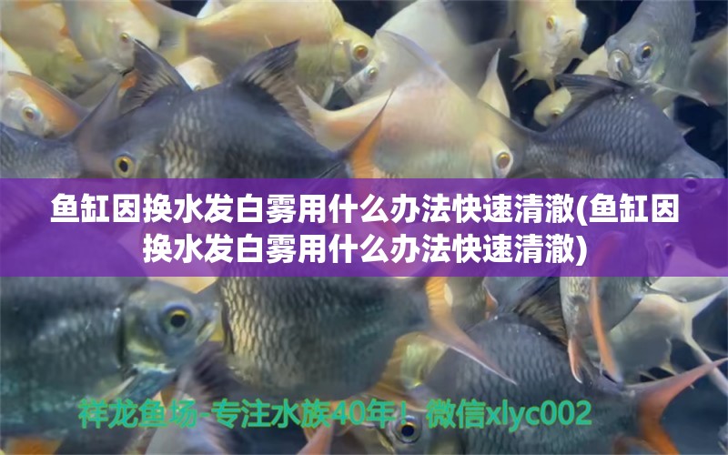 魚缸因換水發(fā)白霧用什么辦法快速清澈(魚缸因換水發(fā)白霧用什么辦法快速清澈) 白子黃化銀龍魚