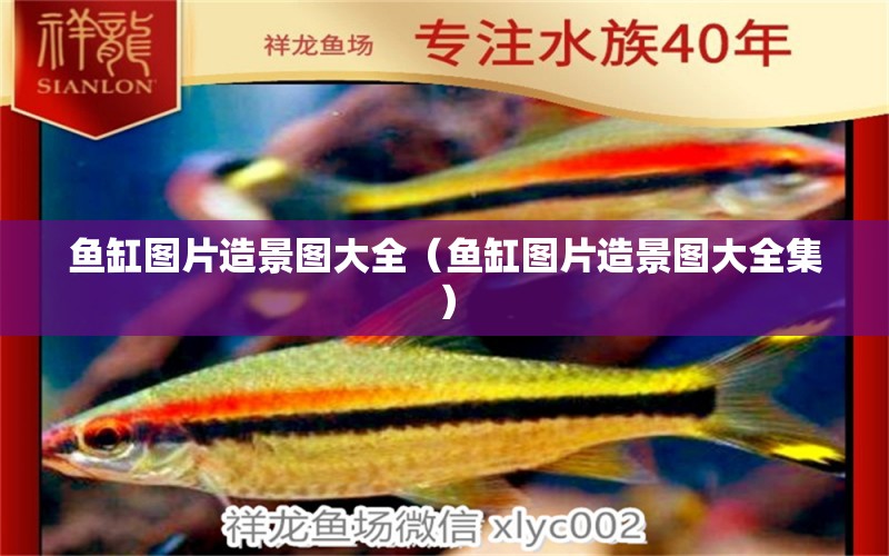 魚缸圖片造景圖大全（魚缸圖片造景圖大全集） 觀賞魚市場（混養(yǎng)魚）