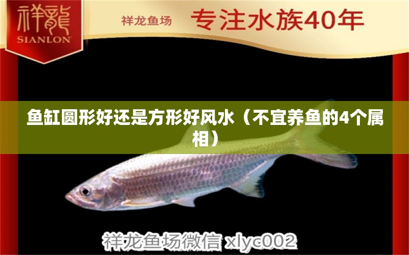 魚缸圓形好還是方形好風(fēng)水（不宜養(yǎng)魚的4個(gè)屬相）