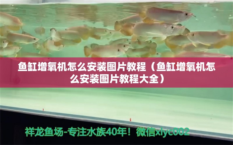 魚缸增氧機怎么安裝圖片教程（魚缸增氧機怎么安裝圖片教程大全） 名貴錦鯉魚