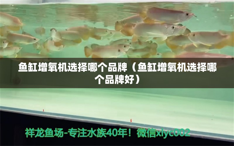 魚缸增氧機(jī)選擇哪個(gè)品牌（魚缸增氧機(jī)選擇哪個(gè)品牌好） 祥龍魚場(chǎng)