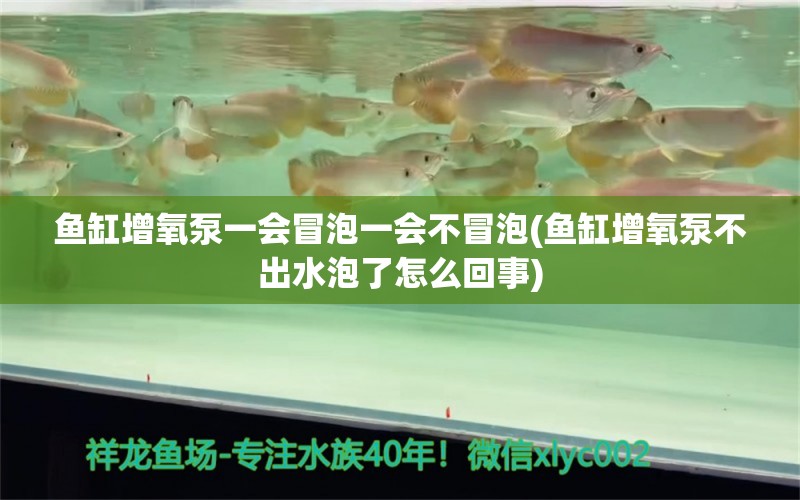 魚缸增氧泵一會冒泡一會不冒泡(魚缸增氧泵不出水泡了怎么回事) 眼斑魚