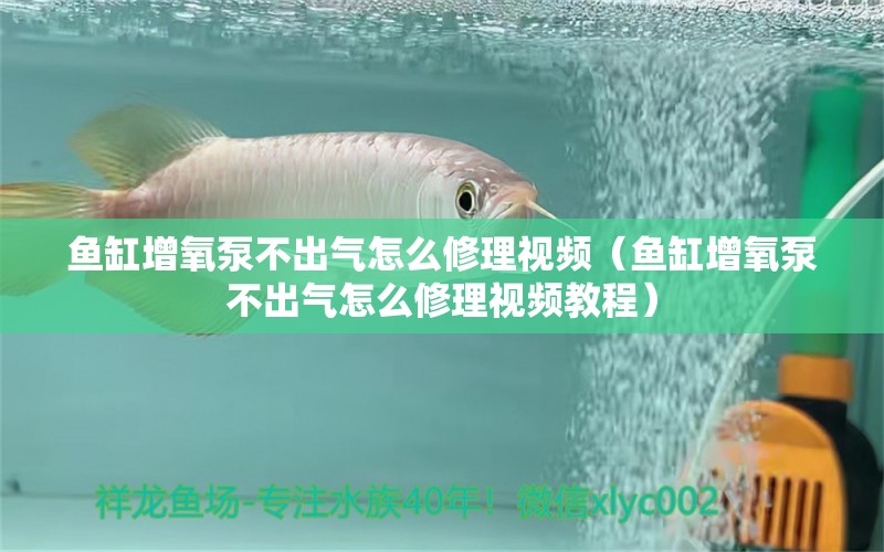 魚缸增氧泵不出氣怎么修理視頻（魚缸增氧泵不出氣怎么修理視頻教程）