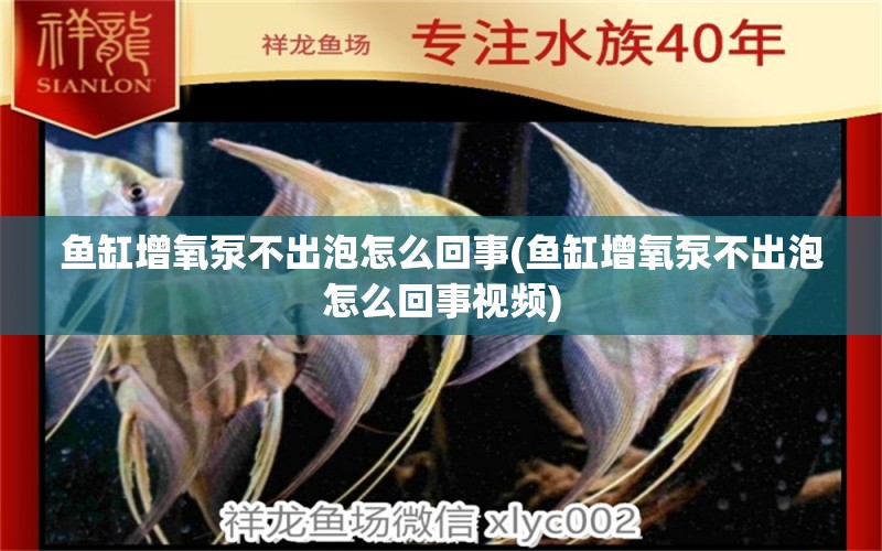 魚(yú)缸增氧泵不出泡怎么回事(魚(yú)缸增氧泵不出泡怎么回事視頻) 黃金河虎魚(yú)