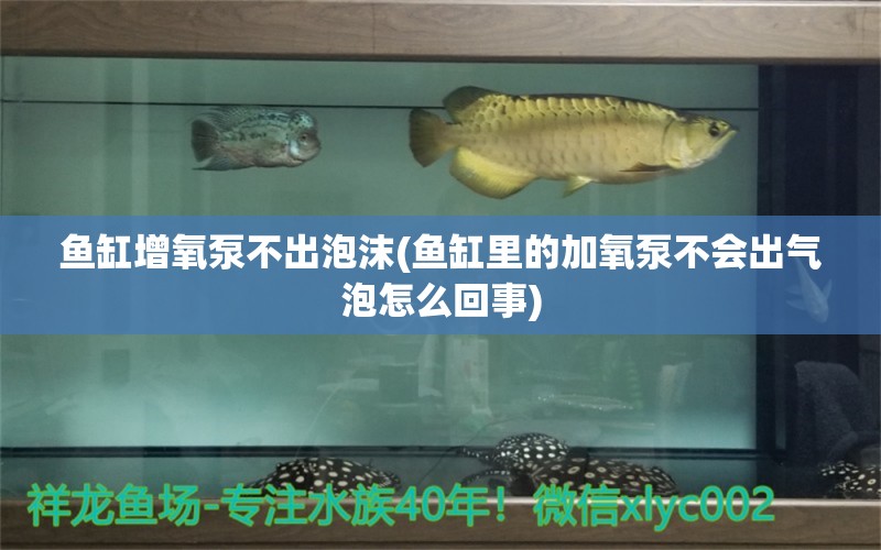 魚缸增氧泵不出泡沫(魚缸里的加氧泵不會(huì)出氣泡怎么回事) 朱巴利魚苗