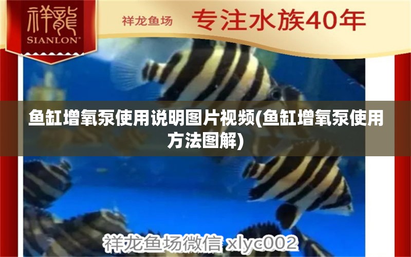 魚缸增氧泵使用說明圖片視頻(魚缸增氧泵使用方法圖解) 金龍福龍魚