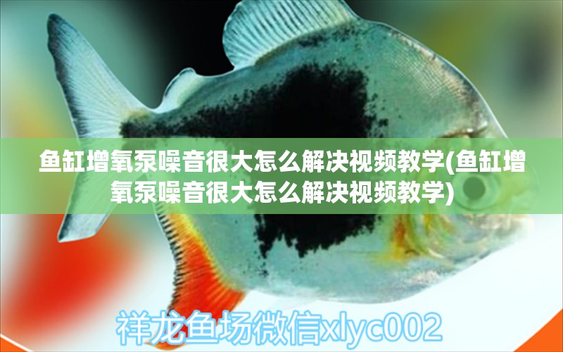 魚缸增氧泵噪音很大怎么解決視頻教學(xué)(魚缸增氧泵噪音很大怎么解決視頻教學(xué)) 黃吉金龍（白子金龍魚）