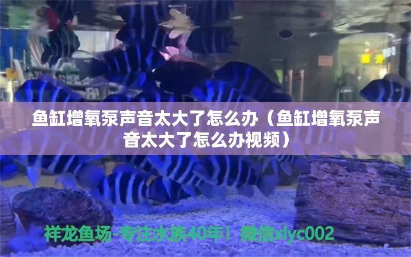 魚缸增氧泵聲音太大了怎么辦（魚缸增氧泵聲音太大了怎么辦視頻） 祥龍水族醫(yī)院