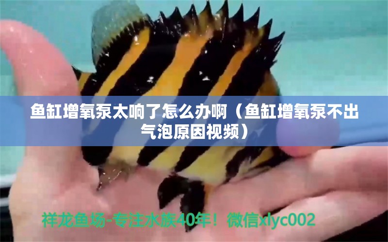 魚缸增氧泵太響了怎么辦?。~缸增氧泵不出氣泡原因視頻） 泰國虎魚（泰虎）