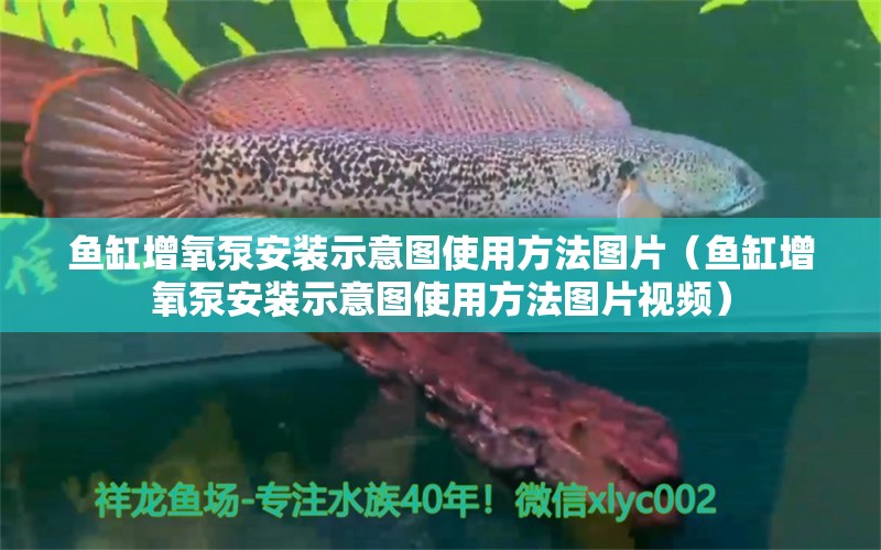 魚缸增氧泵安裝示意圖使用方法圖片（魚缸增氧泵安裝示意圖使用方法圖片視頻） 祥禾Super Red紅龍魚