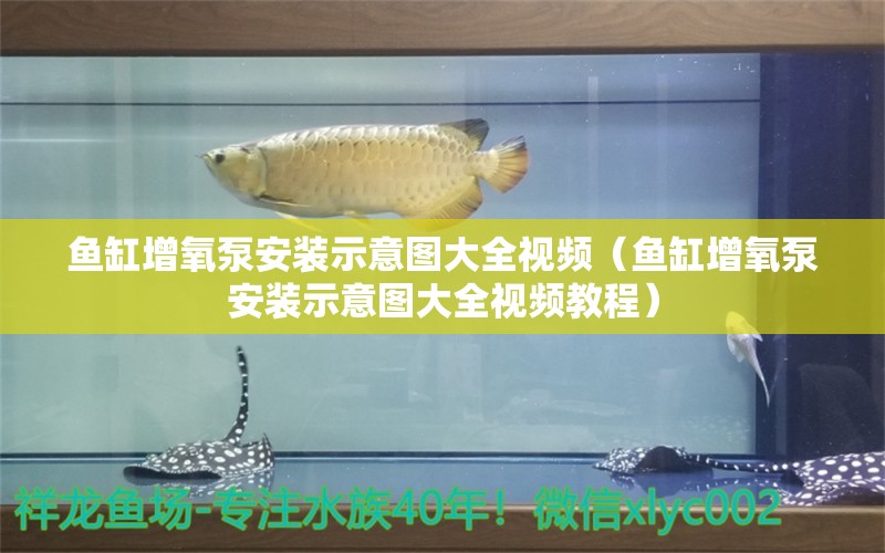 魚(yú)缸增氧泵安裝示意圖大全視頻（魚(yú)缸增氧泵安裝示意圖大全視頻教程） 白子銀版魚(yú)