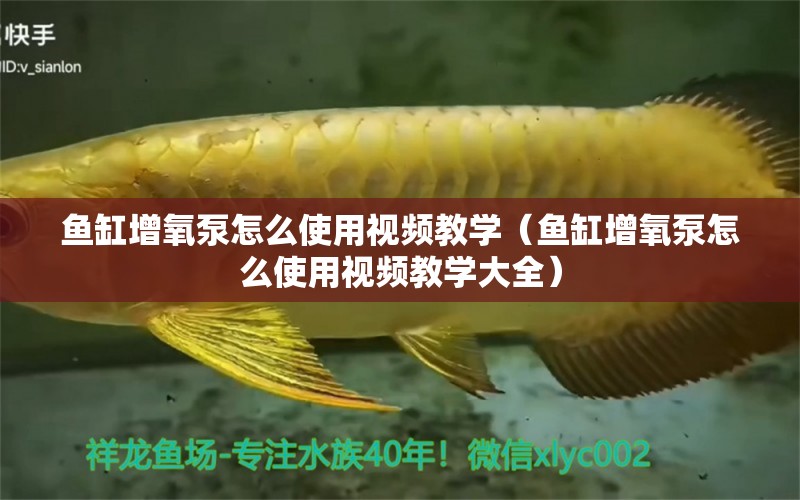 魚缸增氧泵怎么使用視頻教學（魚缸增氧泵怎么使用視頻教學大全） 申古三間魚