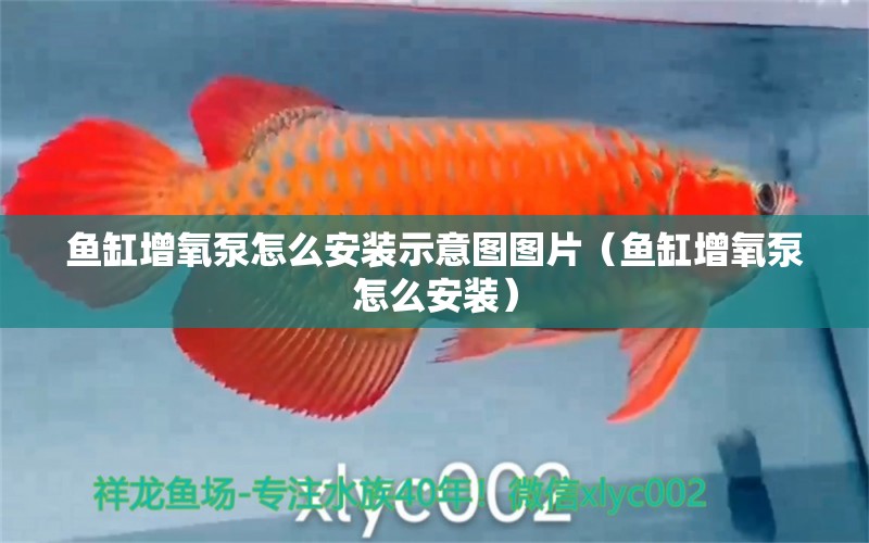 魚缸增氧泵怎么安裝示意圖圖片（魚缸增氧泵怎么安裝） 紅化白子銀龍