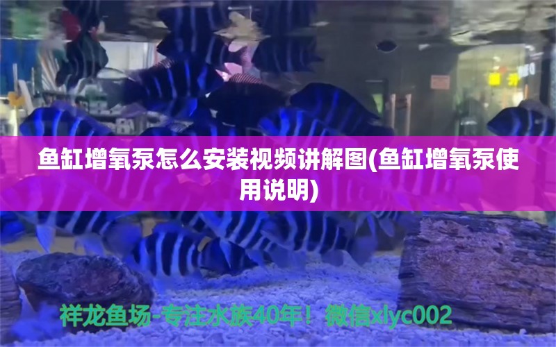 魚缸增氧泵怎么安裝視頻講解圖(魚缸增氧泵使用說明) 野生埃及神仙魚