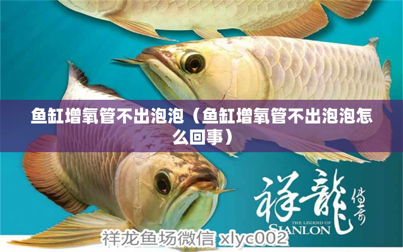 魚缸增氧管不出泡泡（魚缸增氧管不出泡泡怎么回事） 祥龍水族醫(yī)院