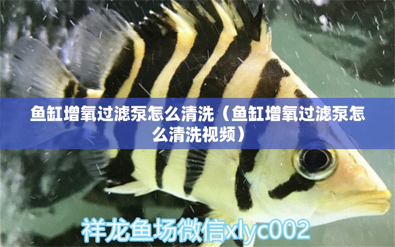 魚缸增氧過(guò)濾泵怎么清洗（魚缸增氧過(guò)濾泵怎么清洗視頻） 祥龍水族醫(yī)院