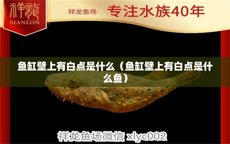 魚缸壁上有白點是什么（魚缸壁上有白點是什么魚） 祥龍水族醫(yī)院