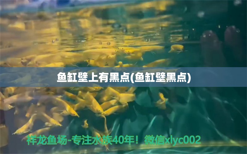 魚缸壁上有黑點(魚缸壁黑點)