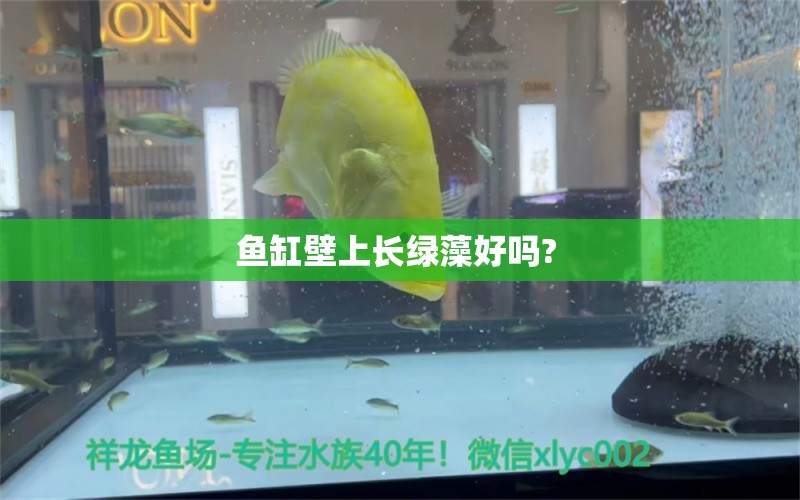 魚(yú)缸壁上長(zhǎng)綠藻好嗎?  觀賞魚(yú)魚(yú)苗