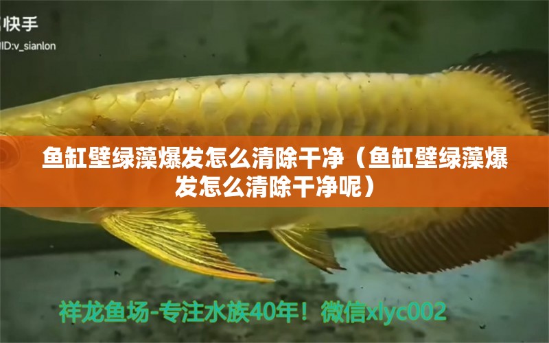 魚缸壁綠藻爆發(fā)怎么清除干凈（魚缸壁綠藻爆發(fā)怎么清除干凈呢）