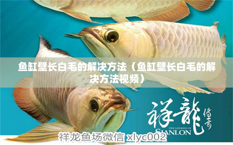 魚缸壁長白毛的解決方法（魚缸壁長白毛的解決方法視頻）